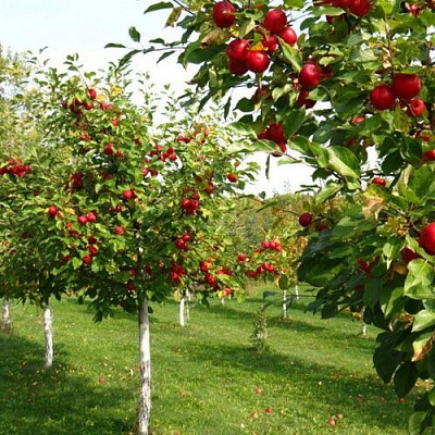 Плодовые деревья в Чите