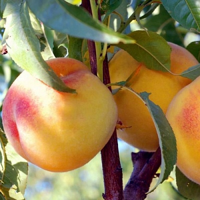 Персики в Чите