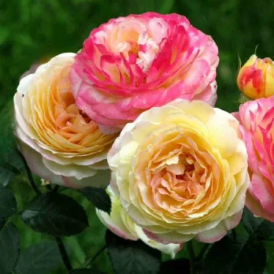 Роза РОЗОМАН ЖАНОН шраб в Чите