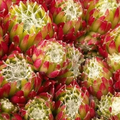 Молодило ХУКЕРА в Чите