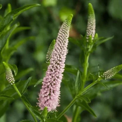 Вероника ФЕСТ ЧОЙС длиннолистная в Чите