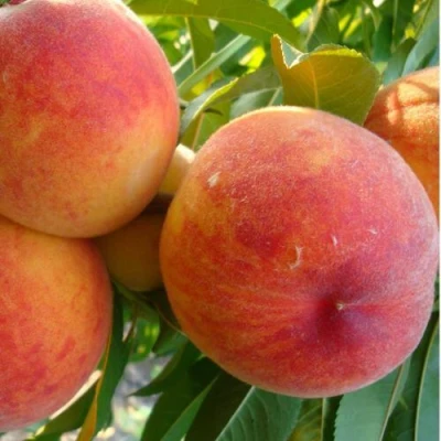 Персик ДИВНЫЙ в Чите