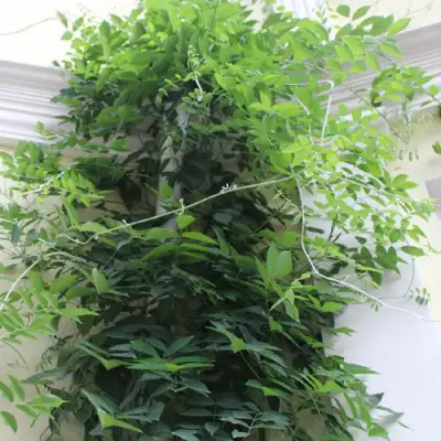 Глициния макростахия БЛЮ МУН в Чите