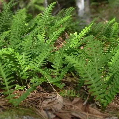 Многоножка обыкновенная в Чите