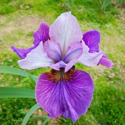 Ирис ЛАЙТ ОВ ХАРТ сибирский в Чите