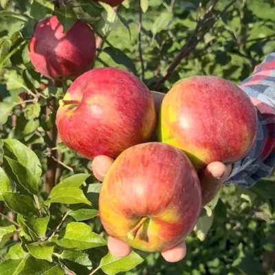 Яблоня ПОСПЕХ в Чите