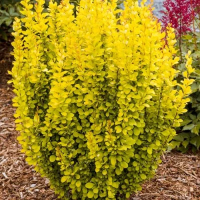 Барбарис ГОЛДЕН ТОРЧ тунберга в Чите