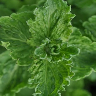 Мята КРИСПА в Чите