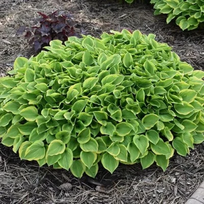 Хоста ГОЛДЕН ТИАРА в Чите