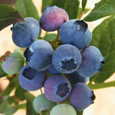 Голубика ОСОРНО в Чите