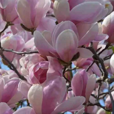 Магнолия ГАЛАКСИ в Чите