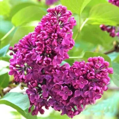 Сирень ЧАРЛЬЗ ДЖОЛИ в Чите