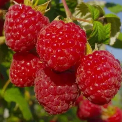 Малина ЭЛЕГАНТНАЯ в Чите