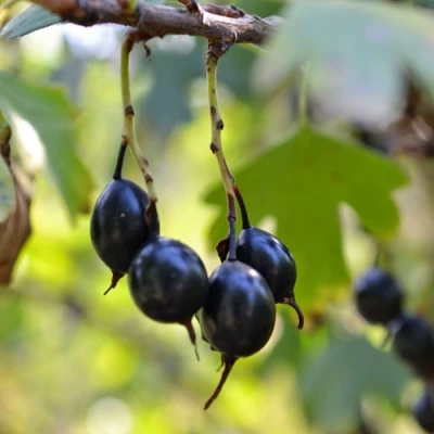 Смородина золотистая ДУСТЛИК в Чите