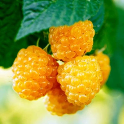 Малина МЕДОВАЯ в Чите