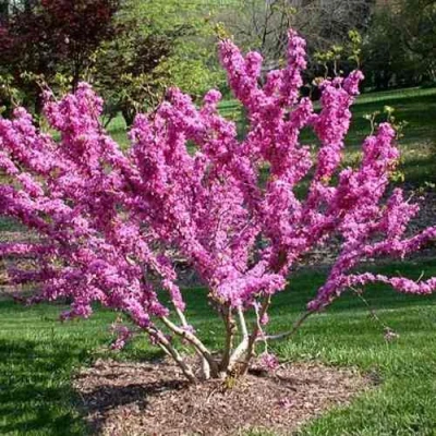 ЦЕРЦИС канадский  в Чите