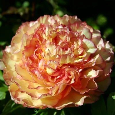 Пион ЗОЛОТАЯ РОССЫПЬ древовидный в Чите