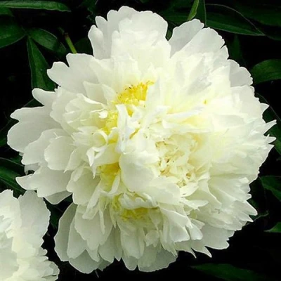 Пион ЗОЛОТОЙ ОРЕОЛ травянистый в Чите