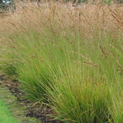 Молиния ПОЛ ПЕТЕРСОН голубая в Чите