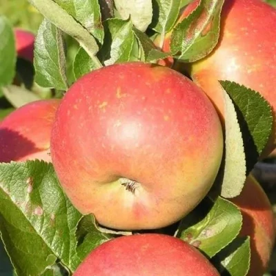 Яблоня РЕДКРАФТ в Чите