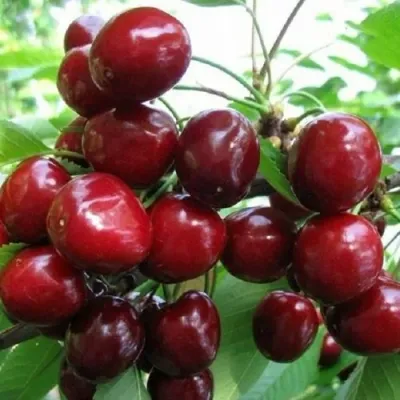 Черешня ГРОНКОВАЯ в Чите