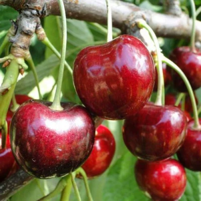 черешня Сашенька