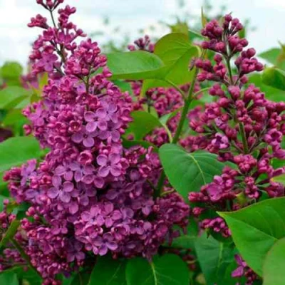 Сирень ЛЮДВИГ ШПЕТ в Чите