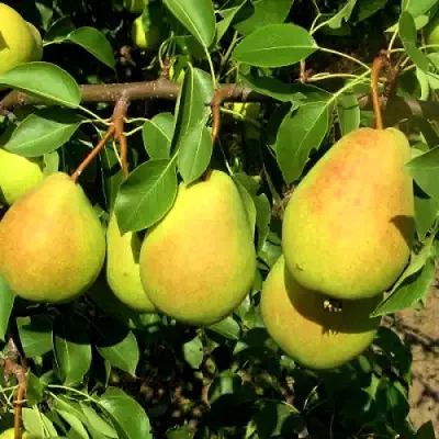 Груша ФЛЕЙТА в Чите