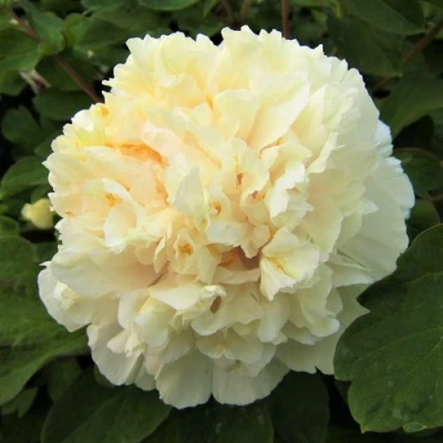 Пион НЕЖНЫЙ ГОЛОС древовидный в Чите