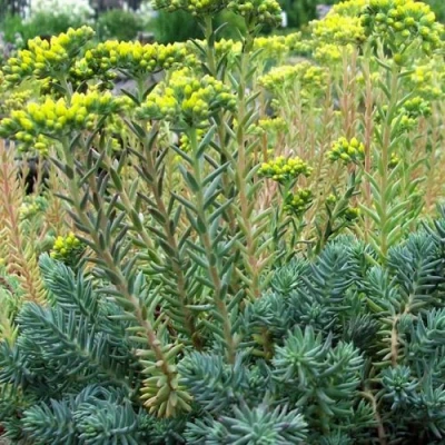 Очиток (седум) отогнутый в Чите