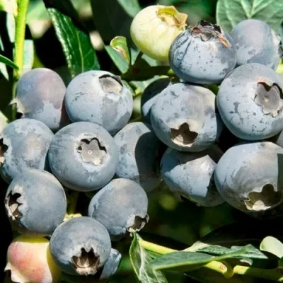 Голубика ЧАНДЛЕР в Чите