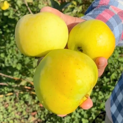 Яблоня КАЛУЖАНКА в Чите