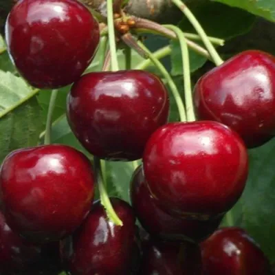 Черешня ГРОНКОВАЯ в Чите
