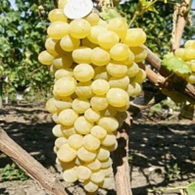 Виноград КИШМИШ ЗОЛОТЦЕ в Чите