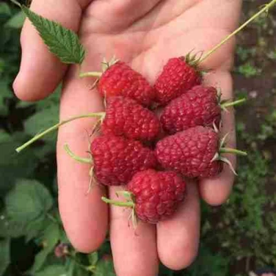 Малина ЕВРАЗИЯ в Чите