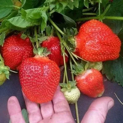 Клубника АЗИЯ в Чите