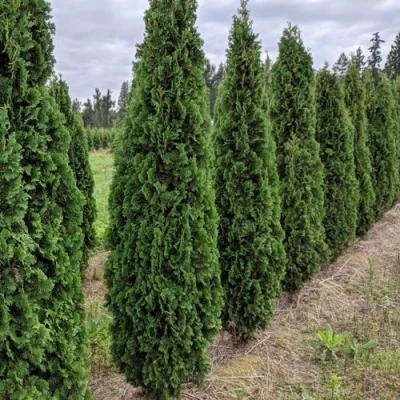 Туя ДЕГРУТ СПАЙР западная в Чите