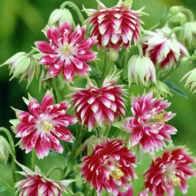 Аквилегия БАРЛОУ НОРА гибрид МакКаны в Чите