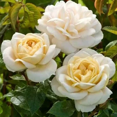 саженцы розы Джей Пи Коннел