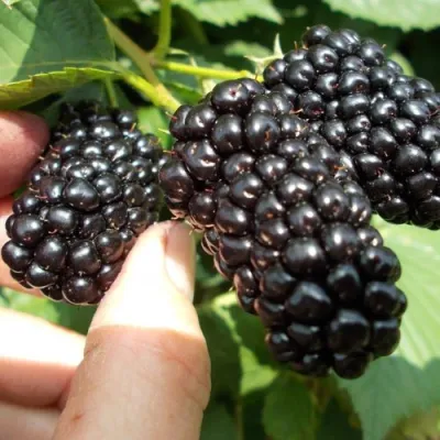 Ежевика НАТЧЕЗ бесшипная в Чите