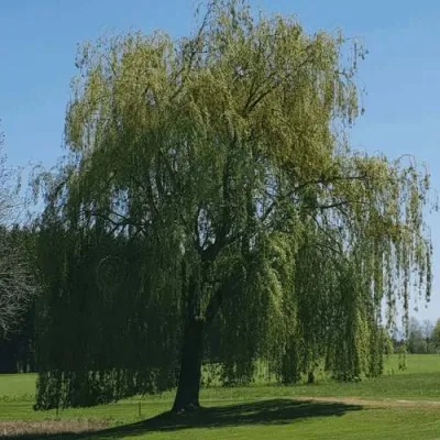 Ива белая в Чите