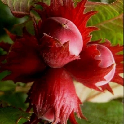 Фундук БАГРЯНЕЦ в Чите