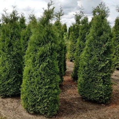 Туя ХОЛМСТРУП западная в Чите