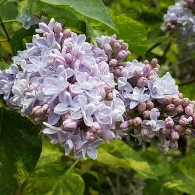 Сирень АУКУБАФОЛИЯ в Чите