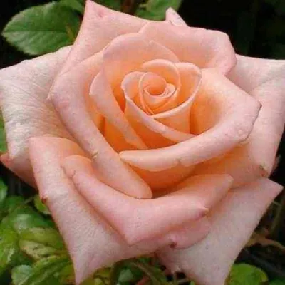 саженцы розы Ангажемент