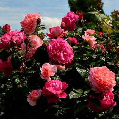 Роза ОЛЬГА шраб в Чите