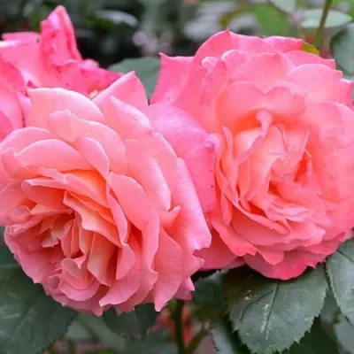 Роза ИНСТИТУТ ЛЮМЬЕР шраб в Чите