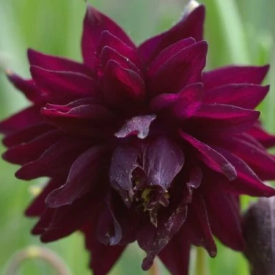 Аквилегия БАРЛОУ БОРДО обыкновенная в Чите