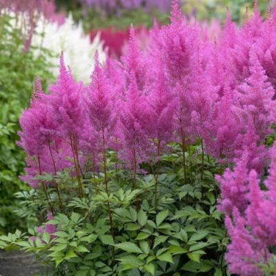 Астильба АМЕТИСТ Арендса в Чите