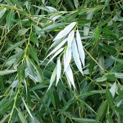 Ива ломкая  в Чите